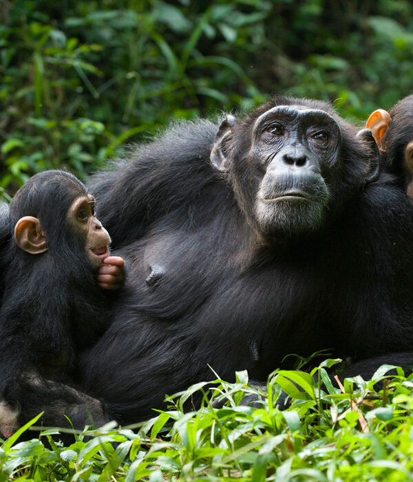 Chimpanzee-1
