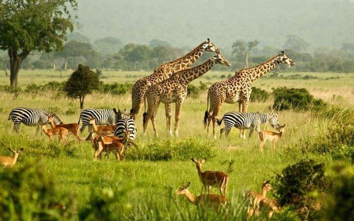 Uganda safaris