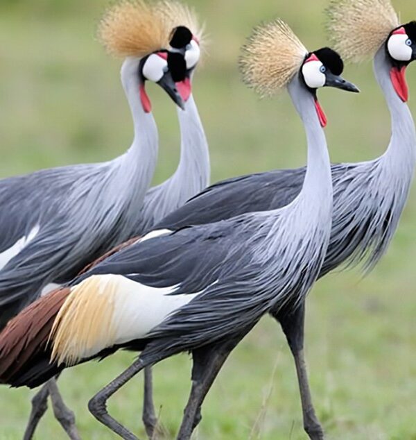 crested crane