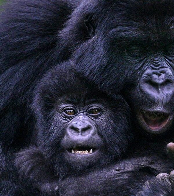 gorilla treking
