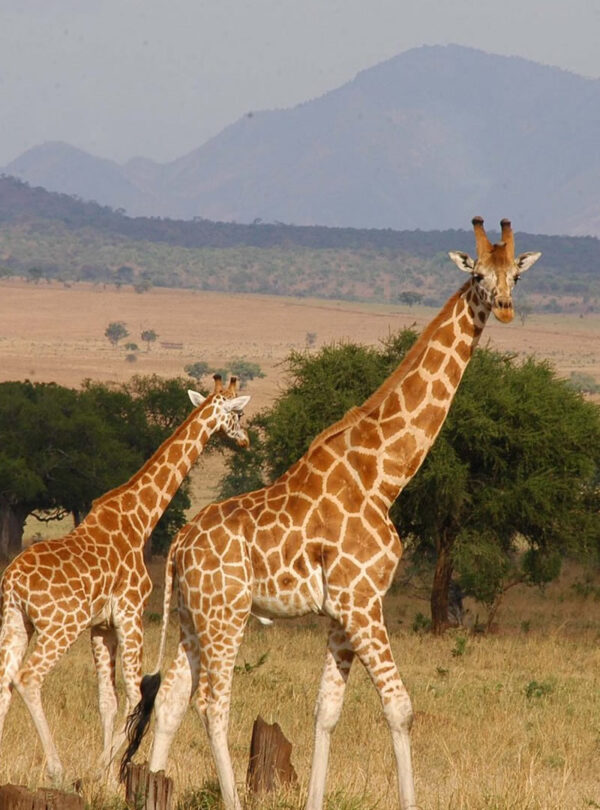 kidepo-valley-national-park2