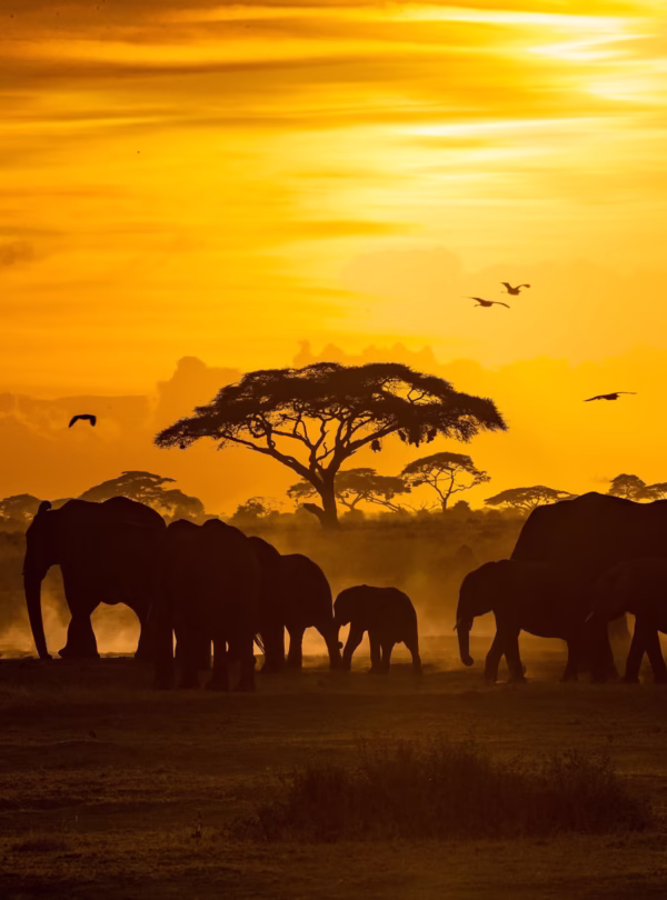 wildlife safari