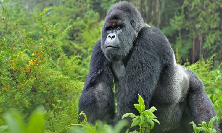 gorilla trekking in uganda
