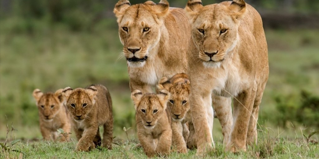 8 days classic kenya safari_lV6qY